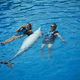 Illustration for article titled No, dolphins are not your 'therapists.' So just stop it.